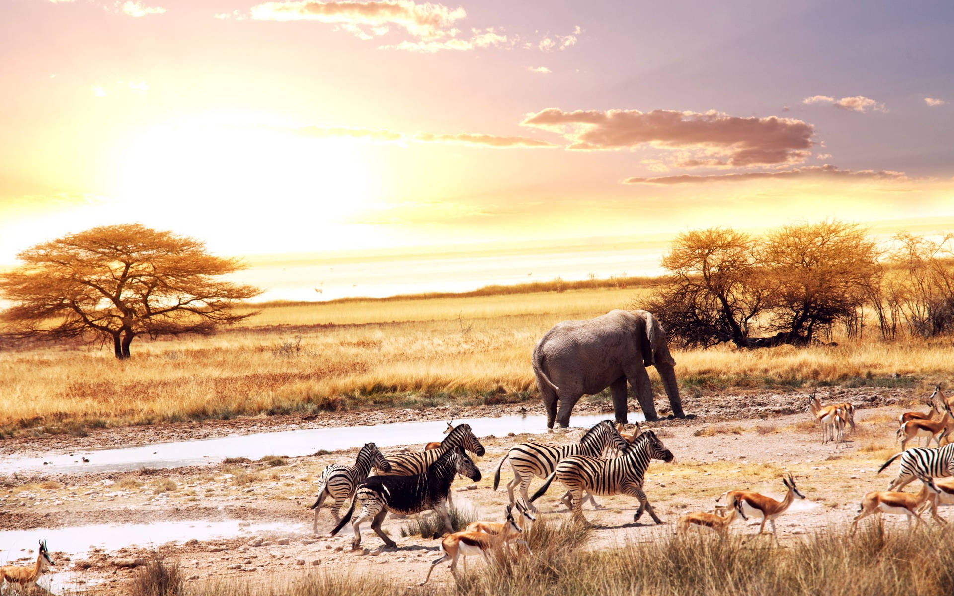 Safari jeep in Tanzania with wildlife and sunset