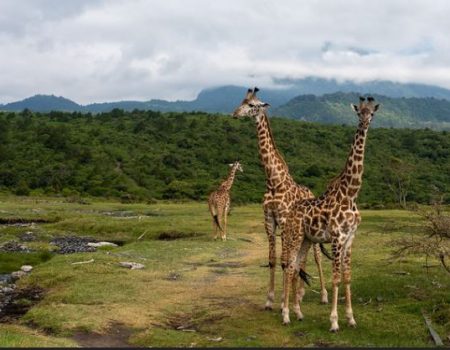a group of giraffes in a grassy field