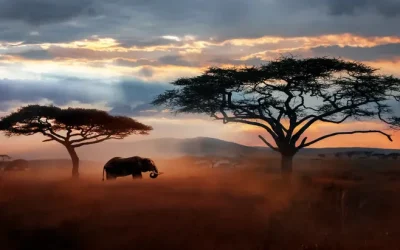 Tanzania Wildlife Safari Tours