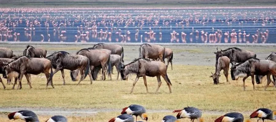 3 days safari manyara taranginre ngorongoro