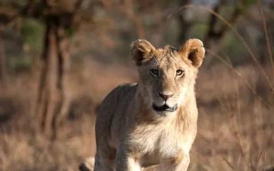 4 day tanzania safari